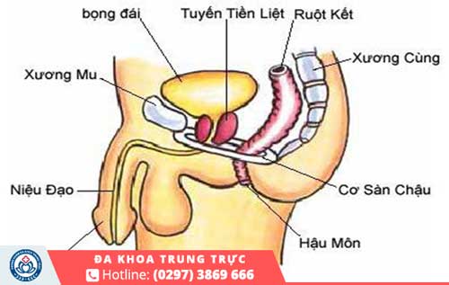 Bệnh tuyến tiền liệt là gì ? Và những biến chứng nguy hiểm của bệnh tuyến tiền liệt